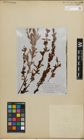 Foto von Salix persica Boiss.